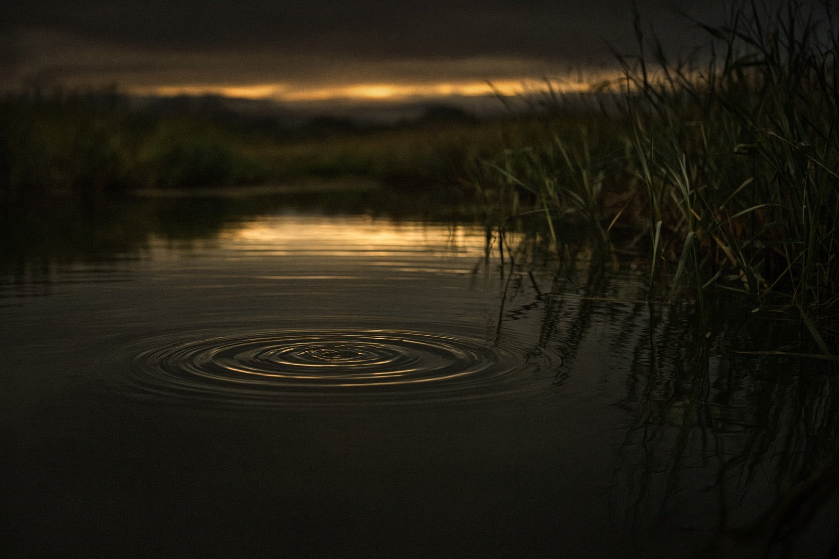 Last light on still water, dark trees and a gold line on the surface